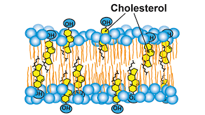 <p>Cholesterol</p>