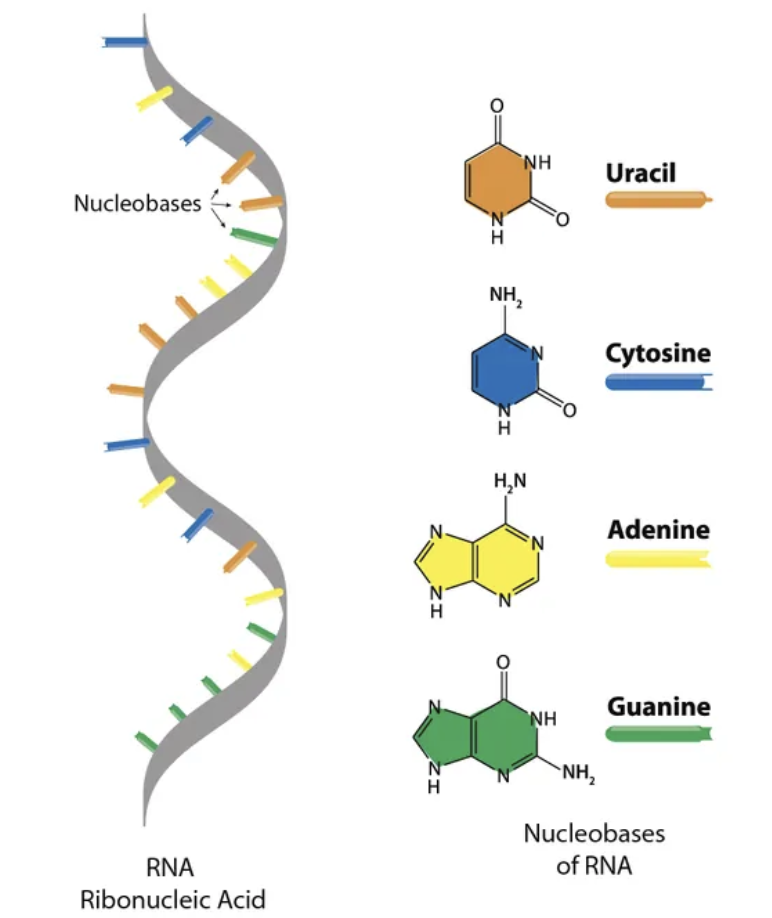 <ul><li><p>single strand</p></li><li><p>uses ribonucleotides</p></li><li><p>not genetic material but transport for it</p></li><li><p>uses Uracil not Thymine</p></li></ul><p></p>