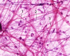 In connective tissue, cells that secrete the proteins of the fibers.