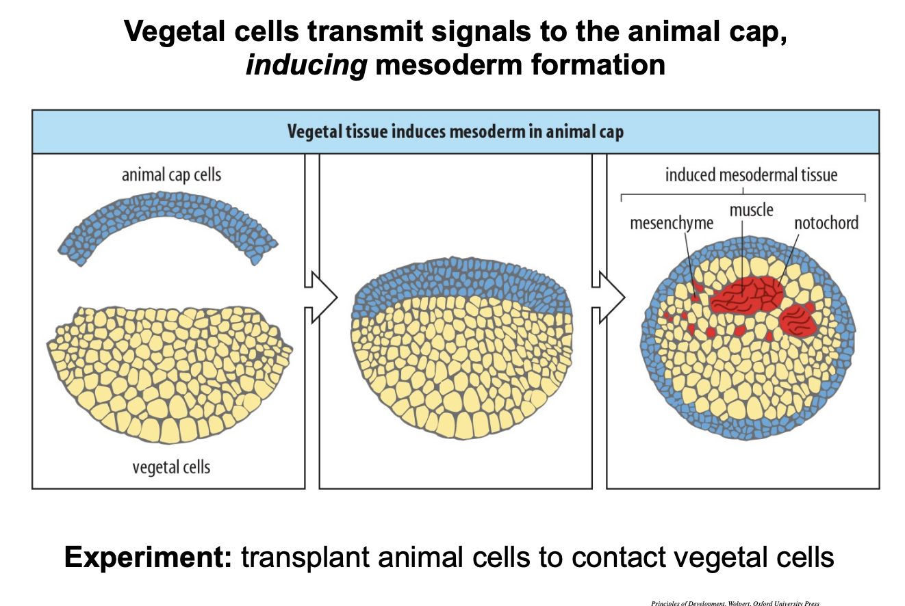 <p>Experiment</p><ul><li><p>Put animal cap cells directly onto vegetal cells</p></li><li><p>transplant</p></li></ul><p>Result</p><ul><li><p>cells from the most animal pole can be</p></li><li><p><strong>Induced</strong> mesodermal tissue!</p></li></ul><p>Conclusion:</p><ul><li><p>vegetal cells are the source of signals that ‘tells’ animal cells to make mesoderm</p></li></ul><p></p>