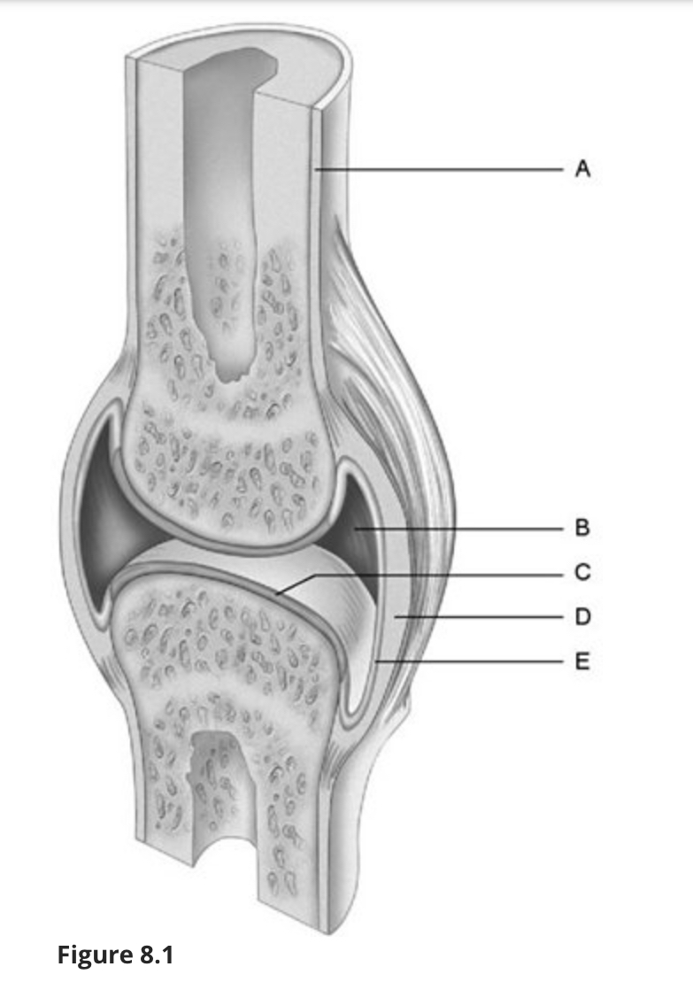 <p><em>Using Figure 8.1, match the following:</em></p><p></p><p></p><p>Synovial membrane.</p>