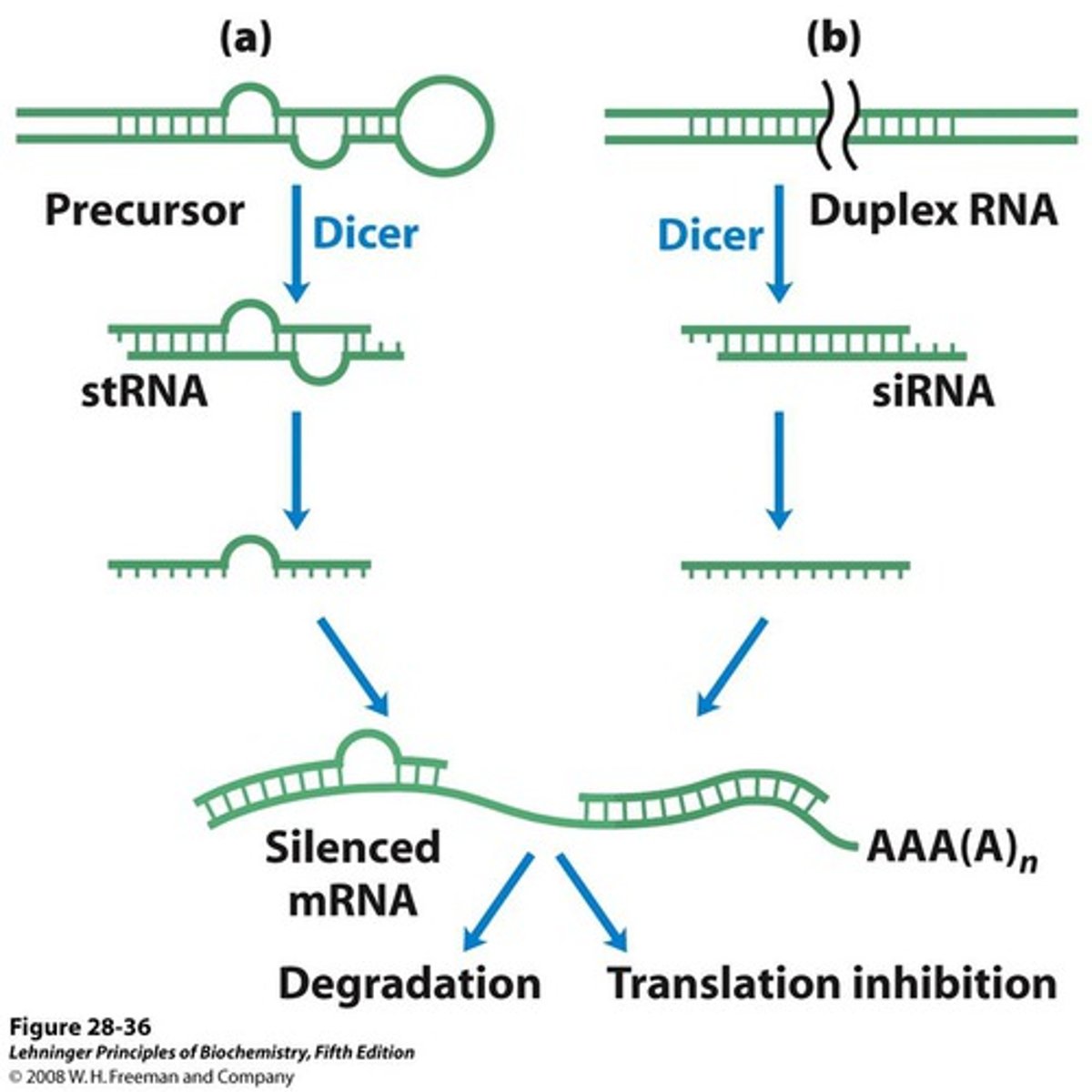 <p>Cells form these siRNAs to control mRNA after transcription in the process of gene silencing.</p><p>These RNAs can be used to stop viral infections as siRNA will target viral genomic RNA so it can be degraded.</p>