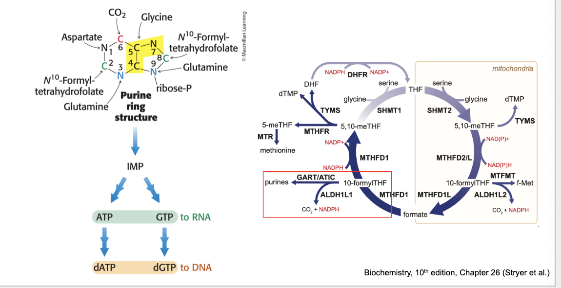 <p>requires 1C units as <strong>10-formylTHF</strong> from <u>folate cycle</u></p>