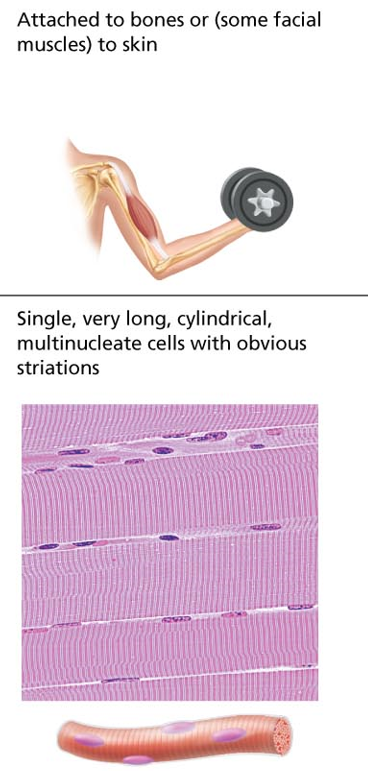 what muscle type is this?