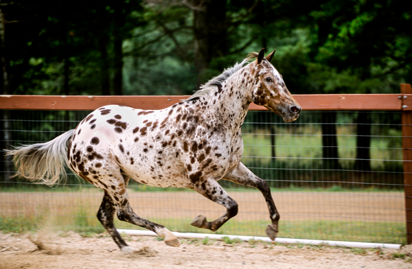 <ul><li><p>Iowa</p></li><li><p>Black hand #1 was foundation stallion who was from Appaloosa mare and Shetland stallion</p></li><li><p>Arab, Thoroughbred, Quarter Horse, Appaloosa, Welsh Pony, and Shetland Pony all influenced</p></li><li><p>Accepted characteristics similar to appaloosa</p><ul><li><p>Sclera, striped hooves, mottled skins</p></li></ul></li><li><p>Children use as western type pony</p></li><li><p>11.2 - 13.2 hands</p></li></ul><p></p>