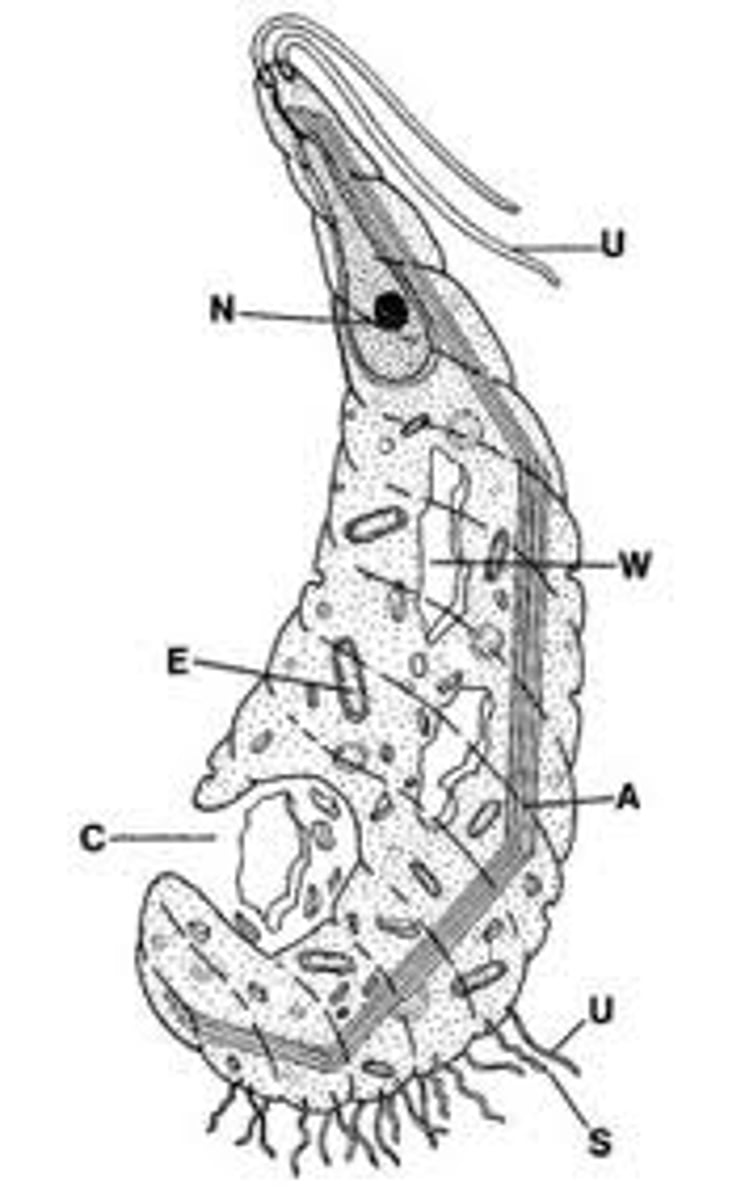 <p>all symbionts</p><p>anaerobic</p><p>to mitochondira/ organelles</p><p>no genes</p><p>Fe S cluster by horizontal transfer</p><p>LOST (only know eukaryote bc tree)</p><p>motile axostyle</p><p>pinocytic pore</p><p>mitosome/hydrogenosome (only FeS)</p>