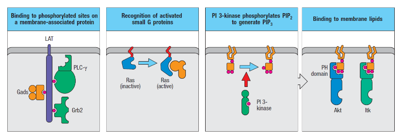 - tyrosine phosphorylation of membrane associated proteins -> recruit SH2/PTB domain proteins, which also protects scaffold from dephos

- lipid modifications (Ras associating with the membrane, later activating)

- modifications to the membrane itself resulting from receptor activation (PIP3 [active form of PIP2] recognized by PH domains of protein kinases)