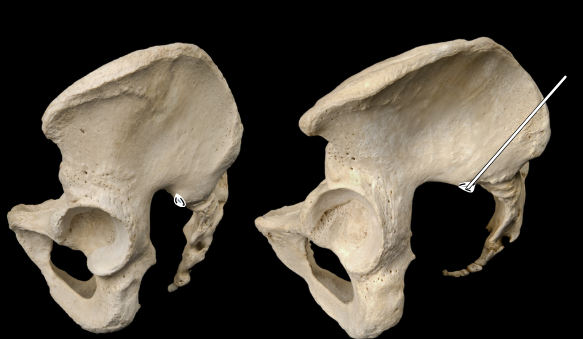 <p>Articulated male (at left) and female (at right) pelves, lateral view</p>