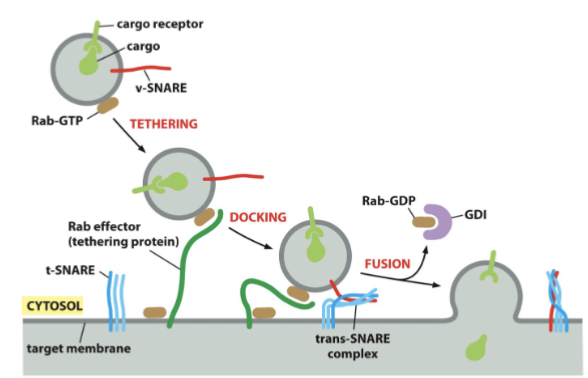 <p>fishing rod proteins. Long, skinny, reach far into the cytosol. They want to find corresponding Rab-GTP in the vesicle and pull that vesicle in close enough for SNARE to interact for fusion. </p><p>These help initiate fusion by making sure vesicles come close enough to interact with the SNARE proteins</p>