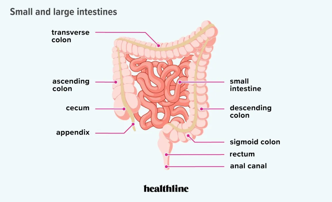 1. Caecum
2. Ascending colon
3. Transverse colon
4. Descending colon
5. Sigmoid colon
6. Rectum