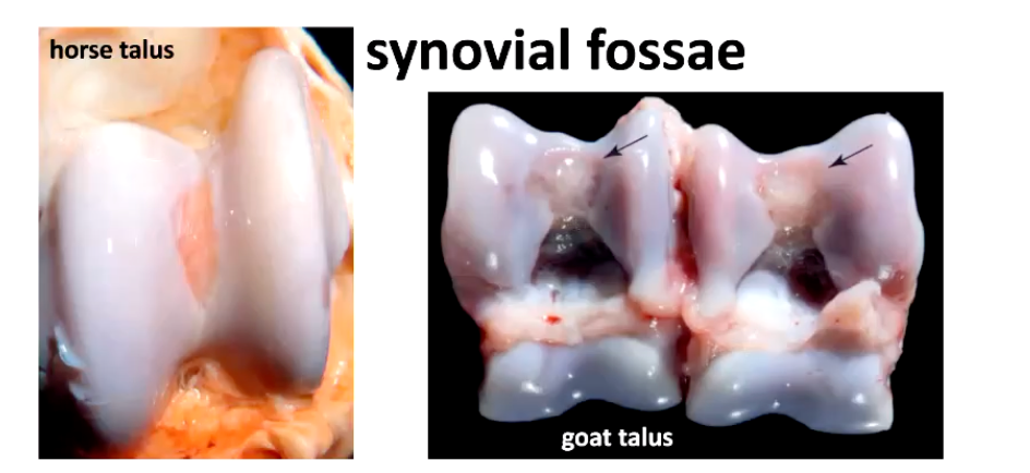 <p>• observed in some joints of ruminants, horses and pigs </p><ul><li><p>Are non-articulating depressions near the midline of the joints </p></li><li><p>normal structures, bilateral and symmetrical acquired during joint modelling the first months of postnatal life </p></li></ul><ul><li><p>central depressions with distinct borders and a smooth, blue to pink surface, reflecting the proximity of the subchondral capillary bed</p></li></ul><p></p><p><strong>SHOULD NOT mistake synovial fossae for lesions in the articular cartilage or as indicators of collapsed subchondral bone</strong></p><p></p>
