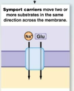 <p>Symport carriers</p>