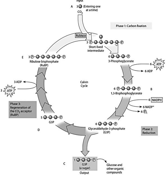 Use Figure 8.2 and the compounds labeled A, B, C, D, and E to answer the following question. Which molecule in the Calvin cycle also serves as the substrate for the first step in the energy payoff phase of glycolysis?