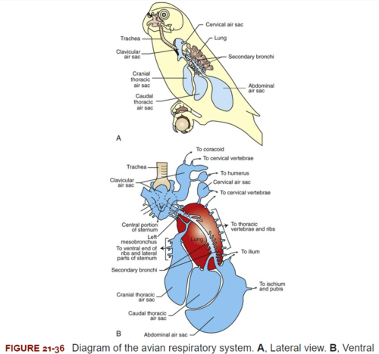 <p>Excurrent Bronchi</p>