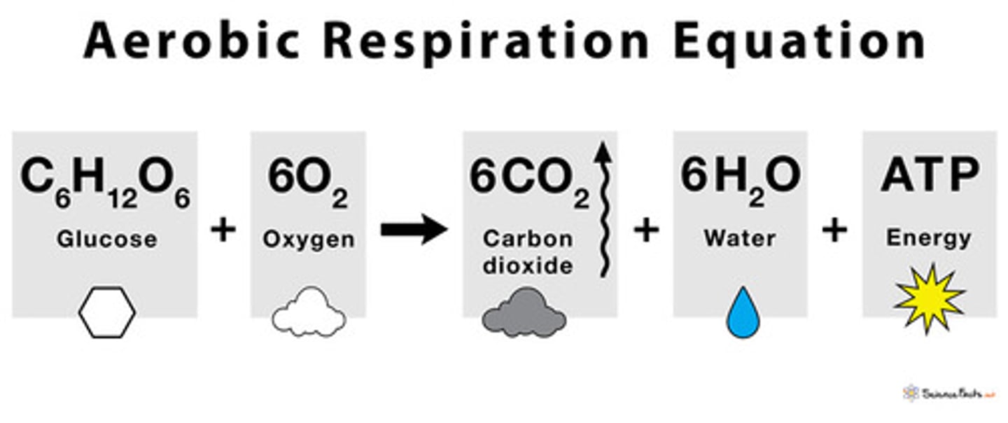 <p>Plants and animals convert oxygen and glucose into energy, producing water and CO2.</p><p>Happens during the night</p>