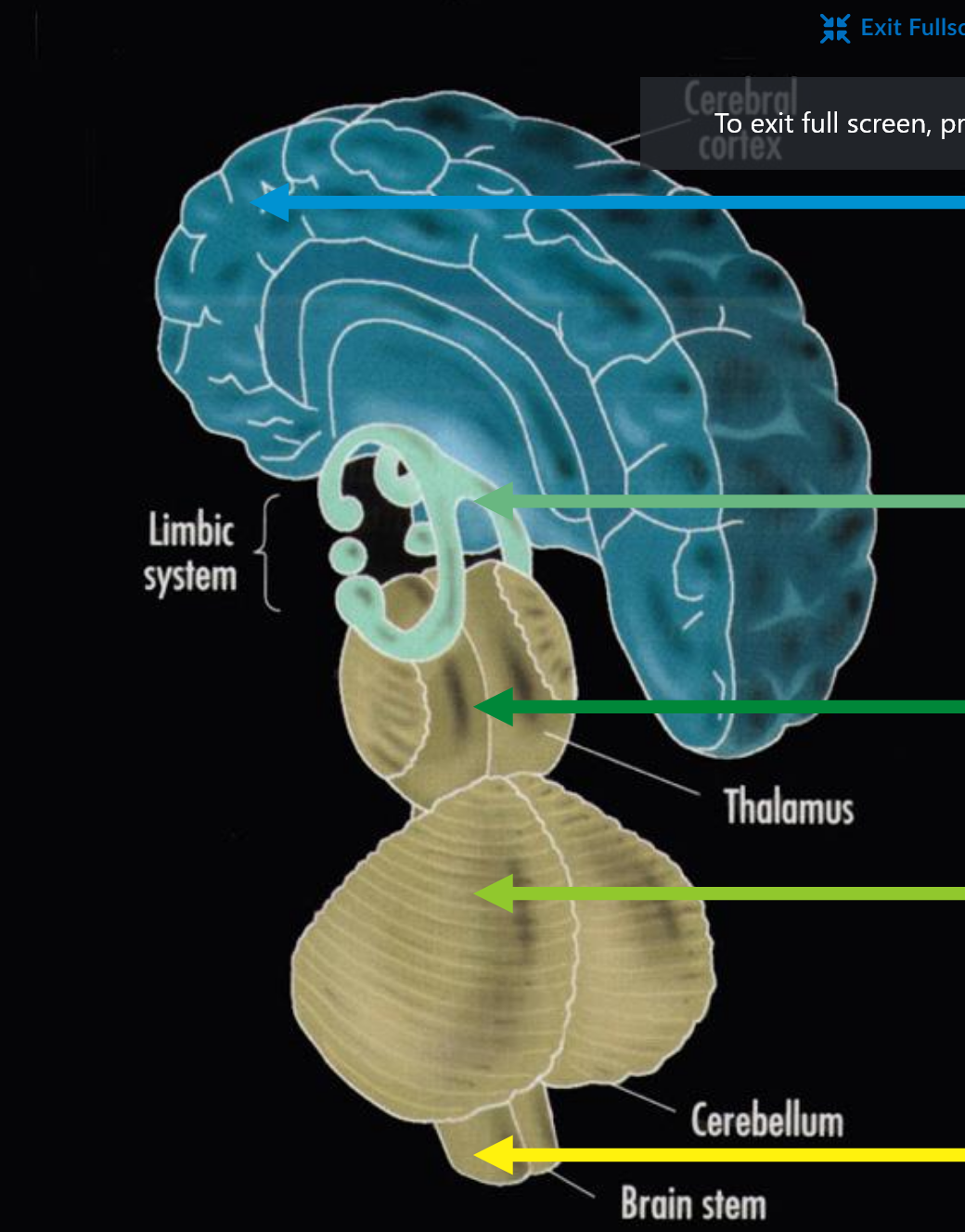 <p>voluntary action, complex judgement, symbolic thought</p>