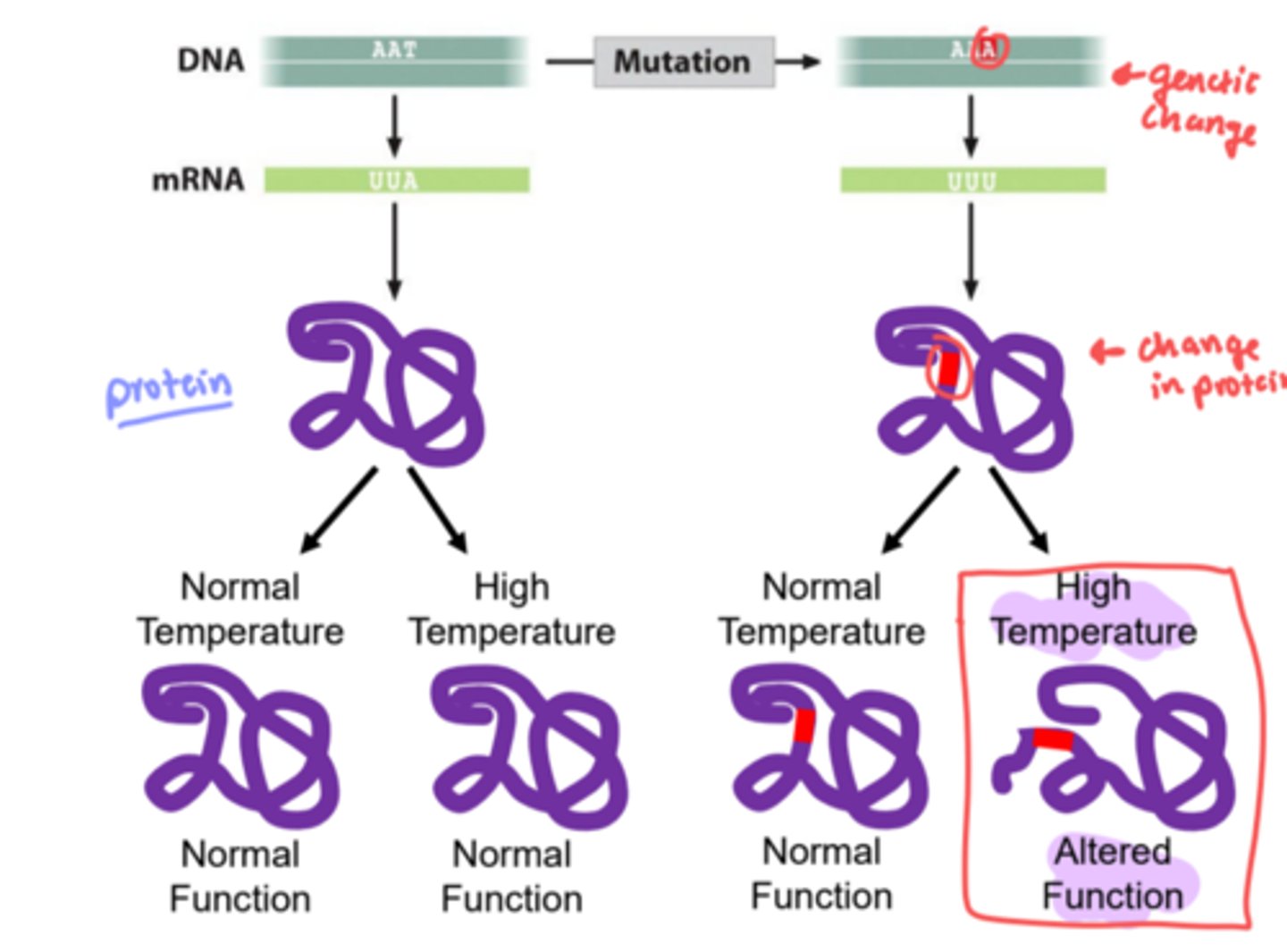 <p>a mutant whose phenotype depends on the environmental conditions, such as a temperature-sensitive mutant</p>