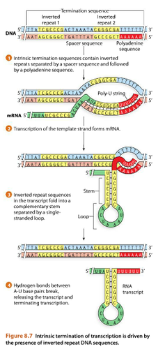 <p>when transcription is ended due to stem loop formed by inverted repeat in the RNA followed by a stretch of Uridines</p>