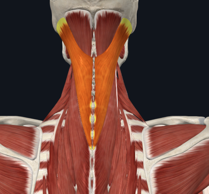 <p><strong>Nombre alterno: </strong>Esplenio capitis y coli</p><p><strong><mark data-color="yellow" style="background-color: yellow; color: inherit">Origen: </mark></strong></p><p><mark data-color="yellow" style="background-color: yellow; color: inherit">Capitis: Línea nucal superior e inferior a apófisis mastoides</mark></p><p><mark data-color="yellow" style="background-color: yellow; color: inherit">Coli: Apófisis transversas C1-C3</mark></p><p><strong><mark data-color="blue" style="background-color: blue; color: inherit">Inserción: </mark></strong></p><p><mark data-color="blue" style="background-color: blue; color: inherit">Capitis: C7-T4</mark></p><p><mark data-color="blue" style="background-color: blue; color: inherit">Coli: Apófisis espinosas T3-T6</mark></p><p><strong><mark data-color="red" style="background-color: red; color: inherit">Acción: </mark></strong><mark data-color="red" style="background-color: red; color: inherit">Lateralización de la cabeza, rotación y extensión débil</mark></p><p><strong><mark data-color="purple" style="background-color: purple; color: inherit">Inervación: </mark></strong><mark data-color="purple" style="background-color: purple; color: inherit">Plexo cervical</mark><strong><br><mark data-color="green" style="background-color: green; color: inherit">Relaciones: </mark></strong><mark data-color="green" style="background-color: green; color: inherit">X</mark></p><p><strong>Notas: </strong>Capitis en cabeza, coli en cuello</p><p></p>
