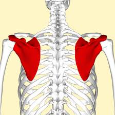 <p>The shoulder blade, a large triangular flat bone located on the posterior side of the rib cage. It articulates with the humerus and clavicle, forming part of the pectoral girdle.</p>