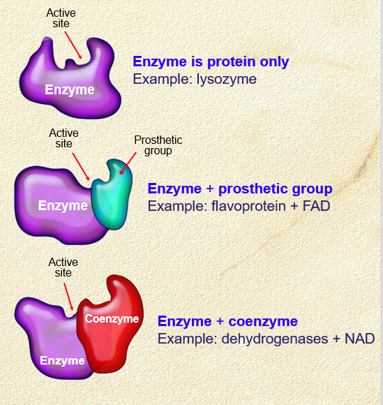 <p><strong>permanently attached</strong>: prosthetic groups</p><p><strong>temporarily attached coenzymes</strong>: that detach after a reaction and may participate with another enzyme in other reactions </p>