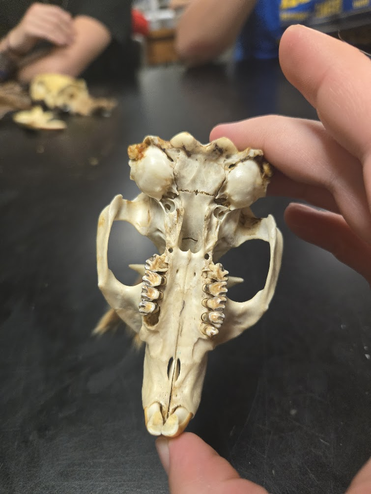 <p><span><span>1 0 2 3 = 22 teeth total</span><span><br></span><span>1 0 1 3</span><span><br></span><span> Eyes point up (burrowing</span><span><br></span><span>mammal)</span><span><br></span><span> Very prominent postorbital</span><span><br></span><span>process, projects at right</span><span><br></span><span>angle</span><span><br></span><span> Incisive foramen close to</span><span><br></span><span>incisors</span><span><br></span><span> Not fluted grinding teeth on</span><span><br></span><span>lower jaw (different than</span><span><br></span><span>beaver and muskrat)-</span><span><br></span><span>missing teeth will show</span><span><br></span><span>where roots attached vs.</span><span><br></span><span>square hole in fluted teeth</span></span></p>