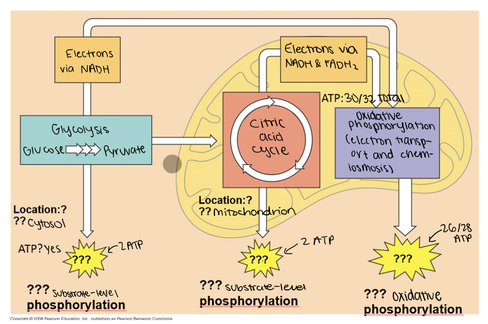 <p>glycolysis</p><p>pyruvate oxidation</p><p>the krebs cycle/citric acid cycle</p><p>electron transport chain</p>
