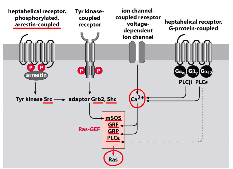 <p>heptahelical transmembrane receptor phosphorylation → arrestin → Tyr kinase Src → adaptor Grb2, Shc → mSOS of Ras-GEF (activator) → Ras activation</p>