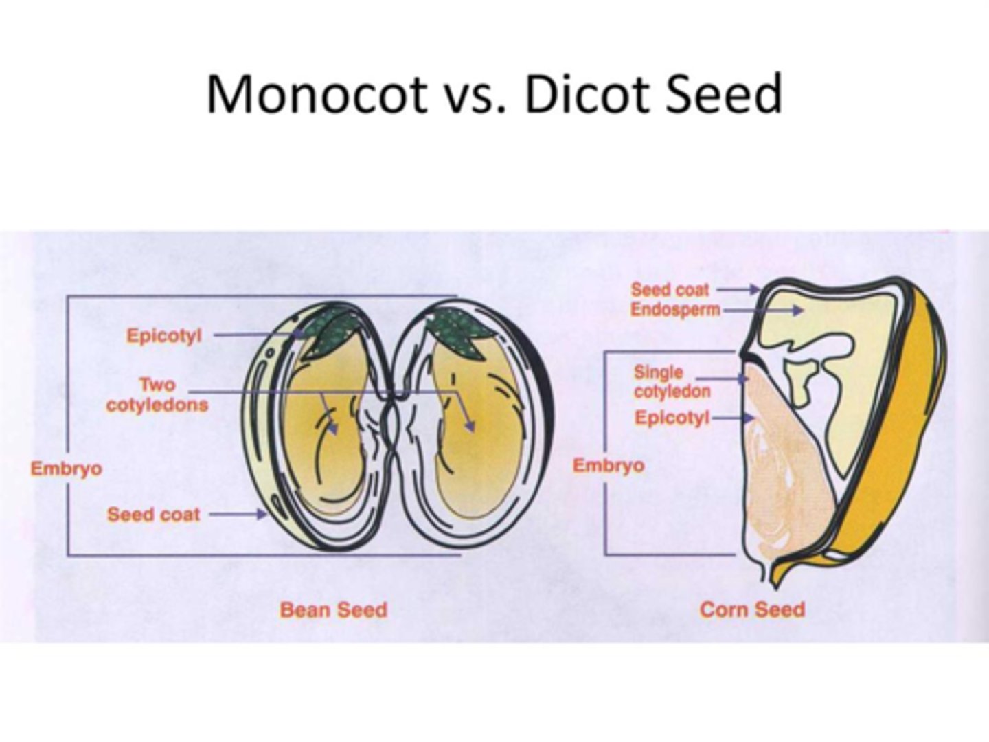 <p>Monocot: 1 cotyledon</p><p>- plumule: becomes leaves</p><p>- hypocotyl: stemmy region below(hypo) cotyeldon</p><p>- radicle: becomes root, first tissue to emerge</p><p>- endosperm</p><p>-coleoptile: protective sheath</p><p>Dicot: 2 cotyledon</p><p>- plumule</p><p>- hypocotyl</p><p>- radicle</p><p>- endosperm</p>