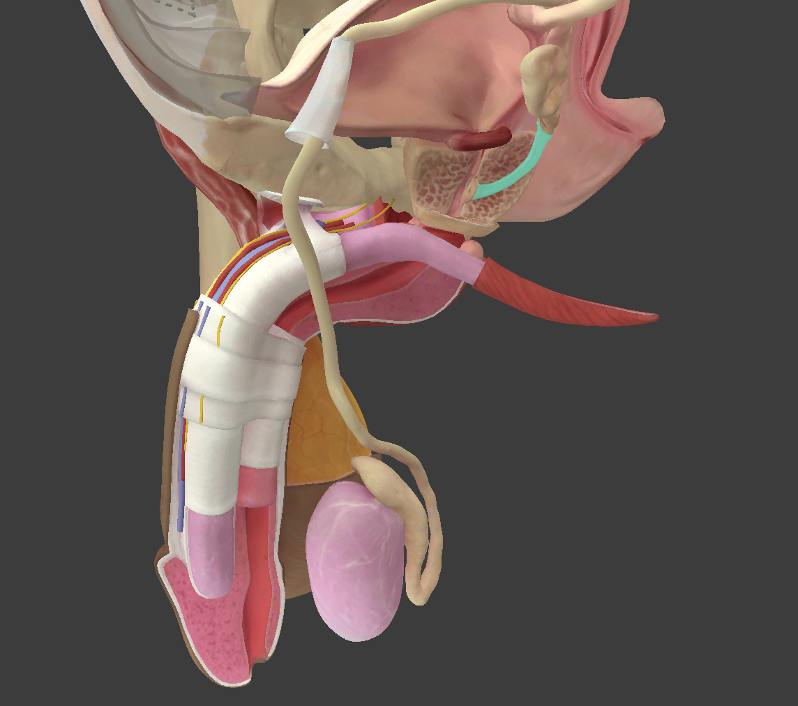 <p>What structure is shown?</p>