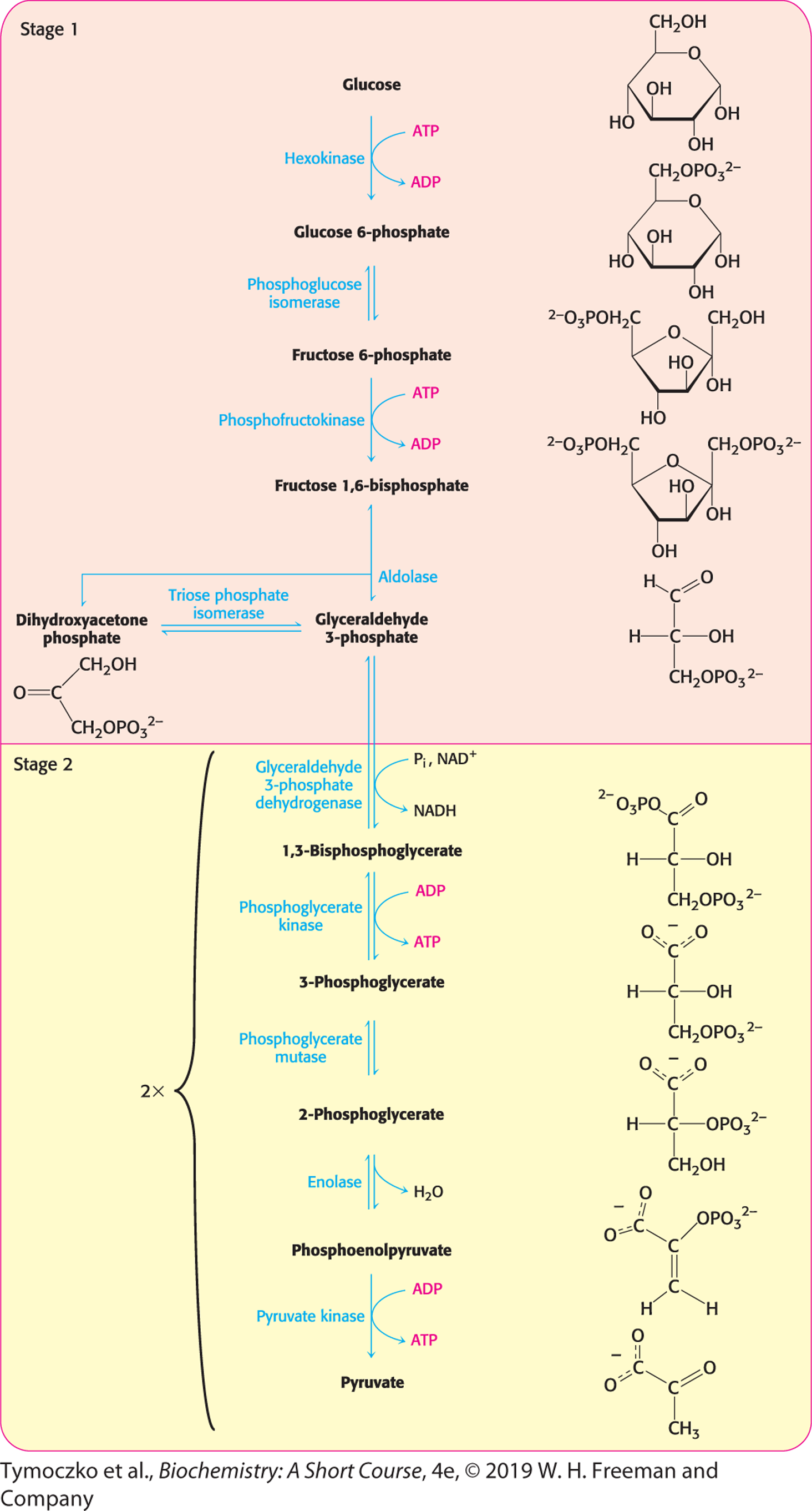 <p>glycolyse is de conversie van glucose tot pyruvaat (via intermediates). tijdens deze omzetting komen 2x ATP en 2x NADH vrij</p>