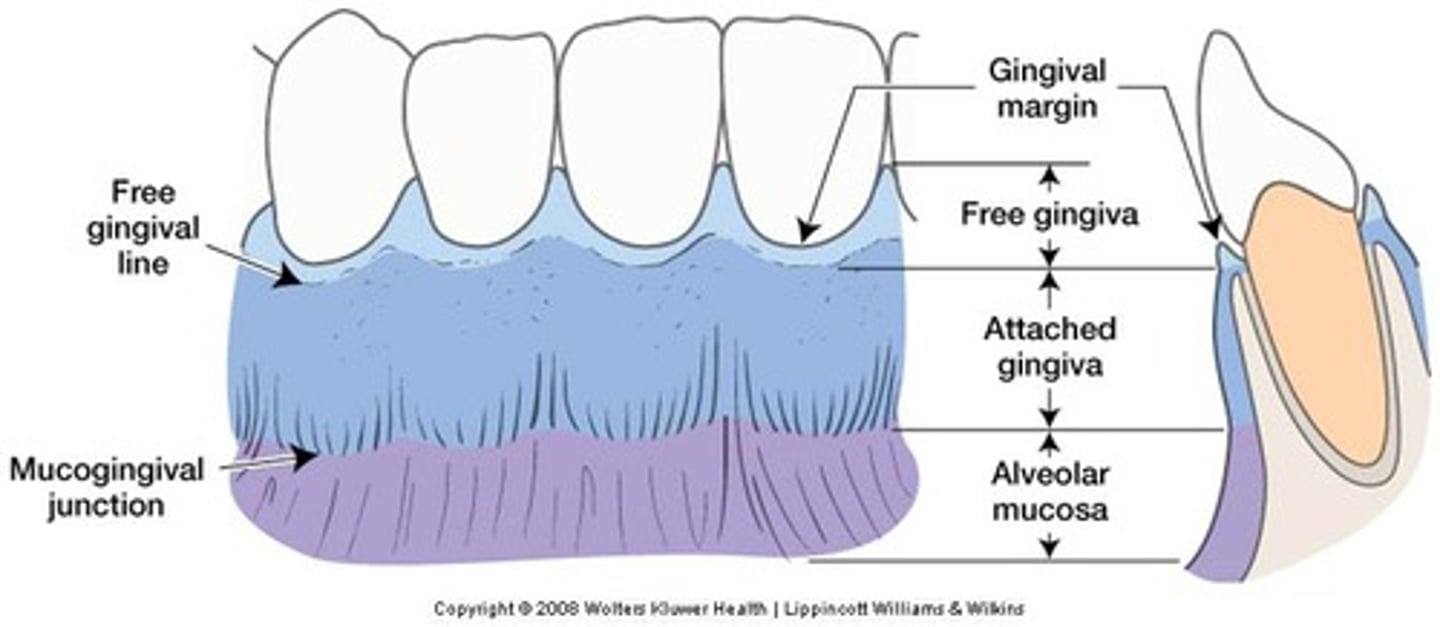 <p>Gingiva (oral mucosal tissue) is composed of a thin outer layer of epithelium and a thicker layer of connective tissue that covers the alveolar processes (contains the teeth sockets) of the jaw</p><p>fx:</p><p>- provides a tissue seal around the cervical portion (neck) of the tooth</p><p>- helps hold the tissue against teeth during mastication</p><p>- protects underlying tooth-supporting structures of the periodontium from oral environment</p>