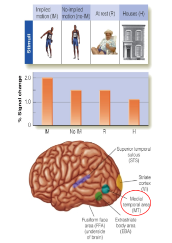 <p>observers show that the implied motion is carried out in observer’s mind (activity in medial temporal area) </p>