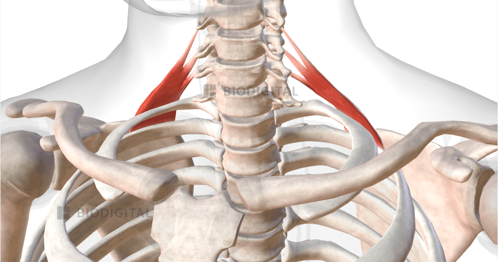 <p>Origin:</p><ul><li><p><span style="background-color: transparent;"><span>Posterior tubercle TP C5-C7</span></span></p></li></ul><p>Insertion:</p><ul><li><p><span style="background-color: transparent;"><span>Scalene tubercle of 2nd rib</span></span></p></li></ul><p>Nerve:</p><ul><li><p><span style="background-color: transparent;"><span>Anterior rami C6-C8</span></span></p></li></ul><p>Action:</p><ul><li><p><span style="background-color: transparent;"><span>Elevates 2nd rib, cervical lateral flexion</span></span></p></li></ul><p></p>