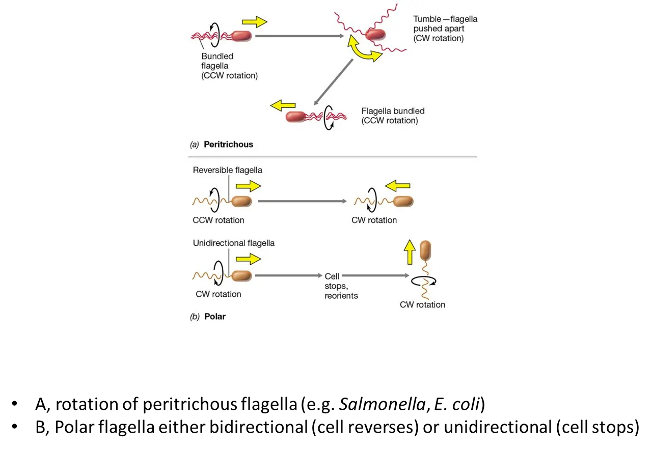 <p>in <strong>peritrichous</strong> bacteria:</p><ul><li><p>all the flagella bundle together and rotate counterclockwise</p></li><li><p>to turn, one flagellum turns clockwise, causing a ‘tumble’ where it will change direction</p></li><li><p>then the flagella bundle back up and rotate counterclockwise in the new direction</p></li></ul><p>in <strong>polar</strong> bacteria:</p><ul><li><p>some cells can reverse by turning their flagella counterclockwise or clockwise (<strong>reversible</strong> flagella) </p></li><li><p>some cell have to stop and reorient to turn (<strong>unidirectional</strong> flagella)</p></li></ul><p></p>