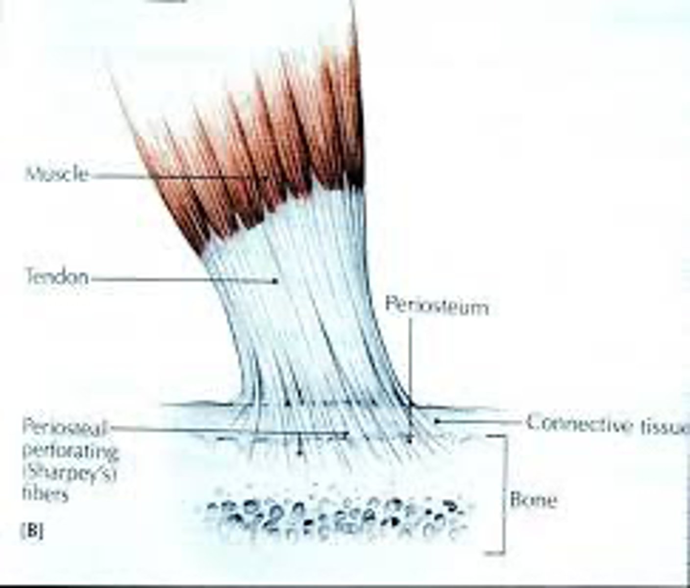 <p>They are formed from the endotenon and help anchor tendons to bone.</p>