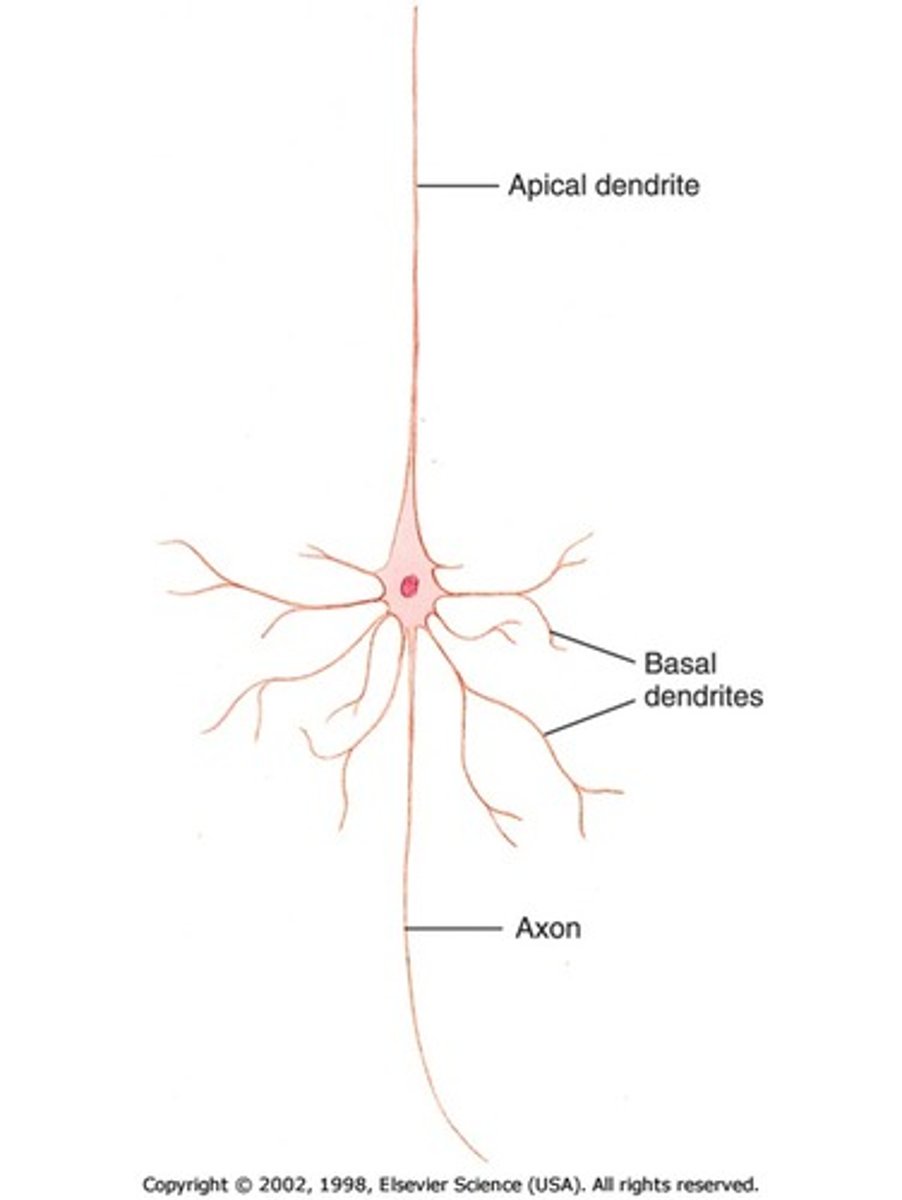 <p>An atypical pyramidal neuron</p><p>-Multipolar</p><p>-Located in the cerebellum</p>