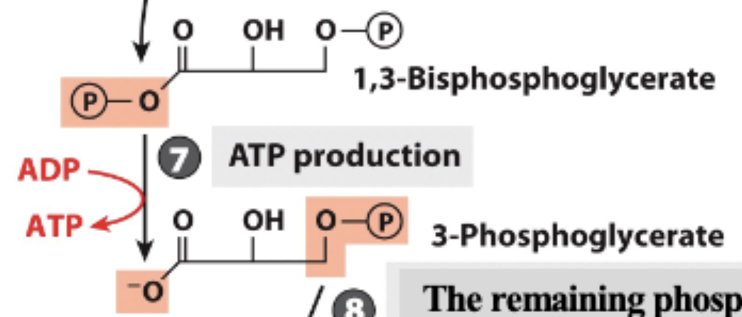 <p>ATP produced, 1 phosphate removed </p>