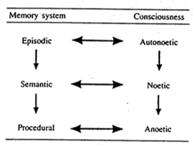 <p>Procedural memory—skills performed without conscious thought. (Tulving forms of conscious experience)</p>