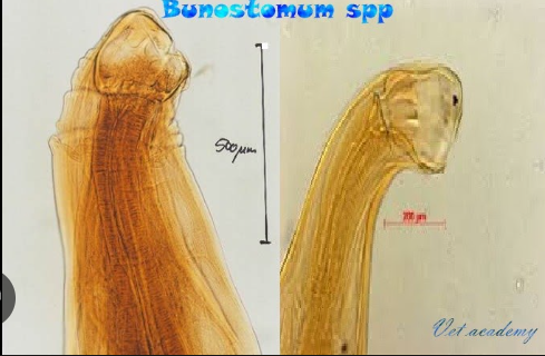 <p>Bunostomum </p><ul><li><p>Trigonocephalum ( ovino y caprino)</p></li><li><p>phlebotomum (bovino)</p></li></ul>