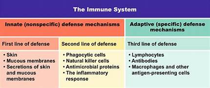 <p>Binding of the antibodies to antigens inactivates antigens by:</p><ul><li><p>Neutralization (blocks viral binding sites; coats bacteria</p></li><li><p>Precipitation of dissolved antigens</p></li><li><p>Aggulation of microbes → Enhances → Phagocytosis</p></li><li><p>Activation of the complement system → lysis (cell bursting)</p></li></ul><p>Adaptive (Specific) defense mechanism</p><ul><li><p>Think of the lymph node (Storing the b and t cells) as a army barracks filled with soldiers that are waiting for an enemy that they are SPECIFICALLY trained to fight. </p></li></ul><p></p>