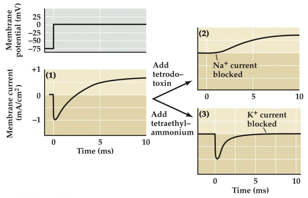 <p>Tetrodotoxin (TTX) blocks <span style="font-family: KaTeX_Main, "Times New Roman", serif; line-height: 1.2; font-size: 1.21em;">Na+</span> current, while tetraethylammonium (TEA) blocks <span style="font-family: KaTeX_Main, "Times New Roman", serif; line-height: 1.2; font-size: 1.21em;">K+</span> current.</p>
