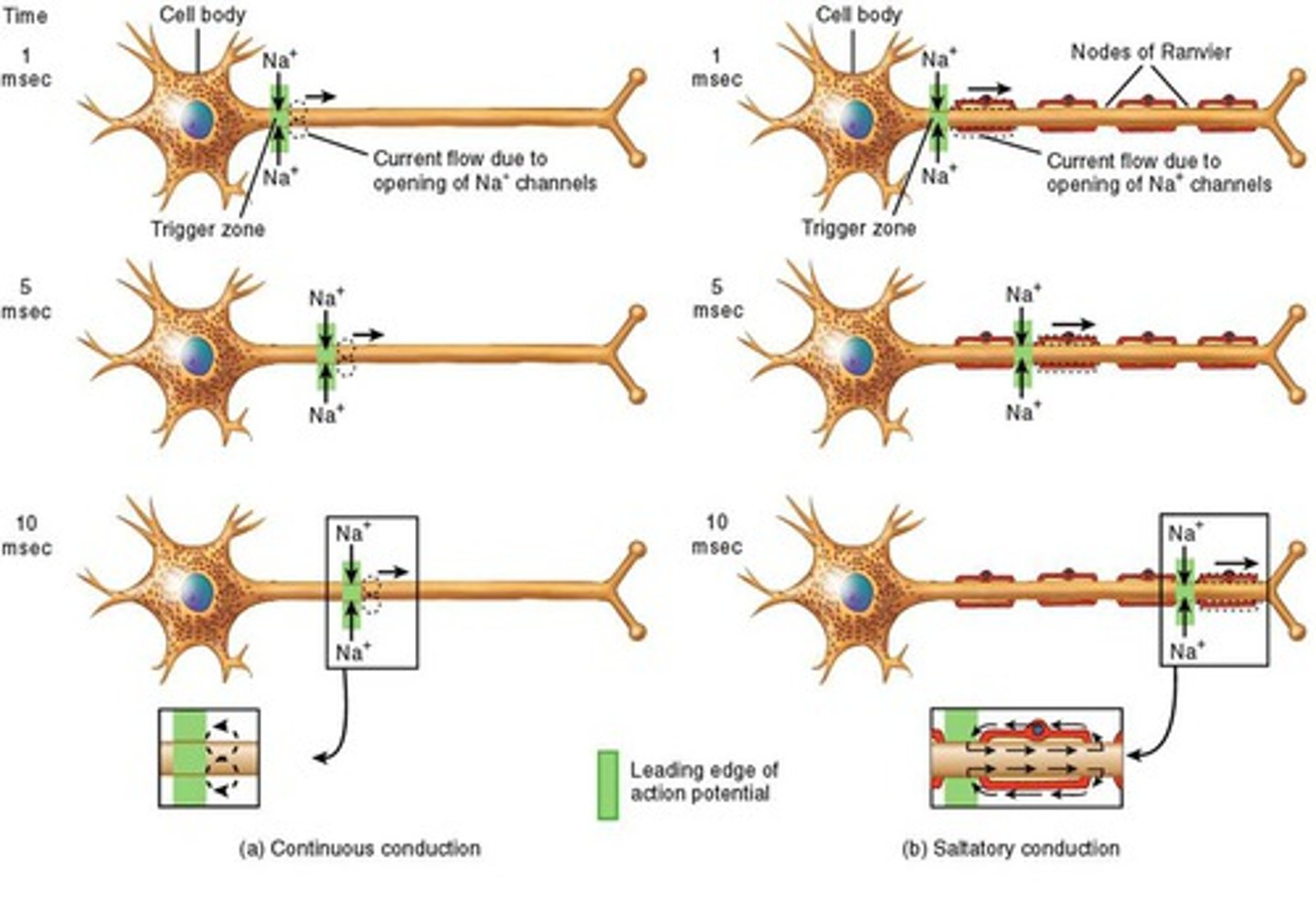 <p>How signals jump from one Node of Ranvier to another instead of moving slowly down the axon.</p>