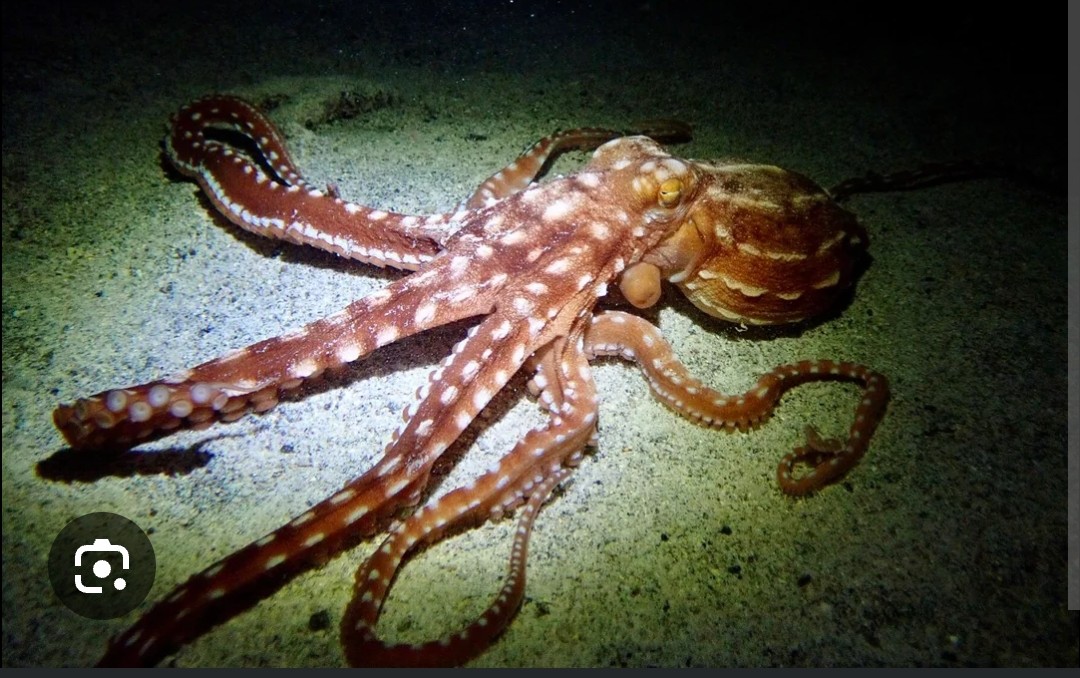 <p class="has-focus">Octopodidae family</p><p class="has-focus">feed on crustaceans (shrimp, lobsters, crabs) and molluscs (primarily cowry snails)</p><p>rusty red animal with white spots on the body and arms.</p>