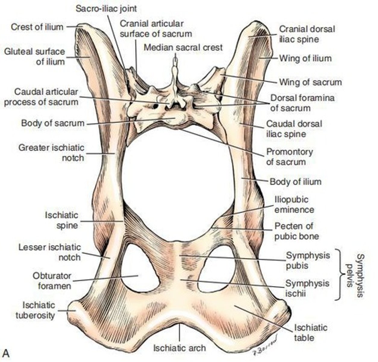 <p>The ___ is the largest and most cranial of the bones that compose the os coxae, divided into a cranial wing and a narrow caudal body.</p>
