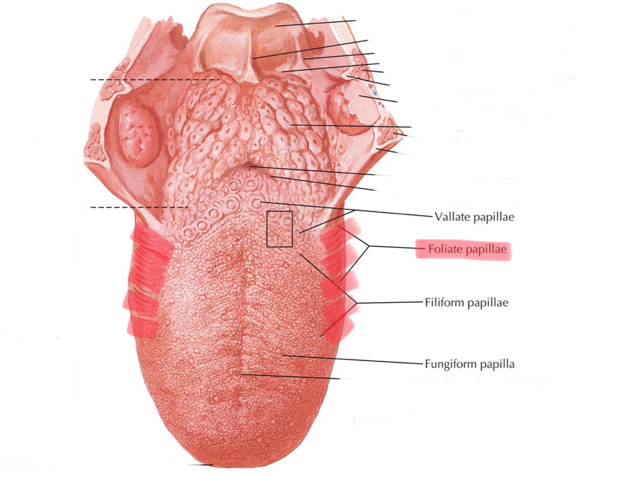 knowt flashcard image