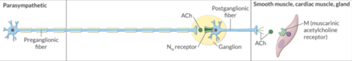 <p>M (muscarinic)</p>