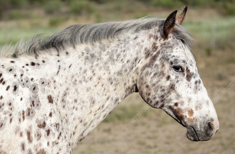 <ul><li><p>Originated in US</p></li><li><p>14-16hh</p></li><li><p>Bred by Nez perce Native Americans</p></li><li><p>Must have 3 characteristics - white sclera, mottled skin, striped hooves</p></li><li><p>Coat patterns: leopard complex genes, blanket, blanket with spots, roan, roan blanket with spots, solid</p></li></ul><p></p>