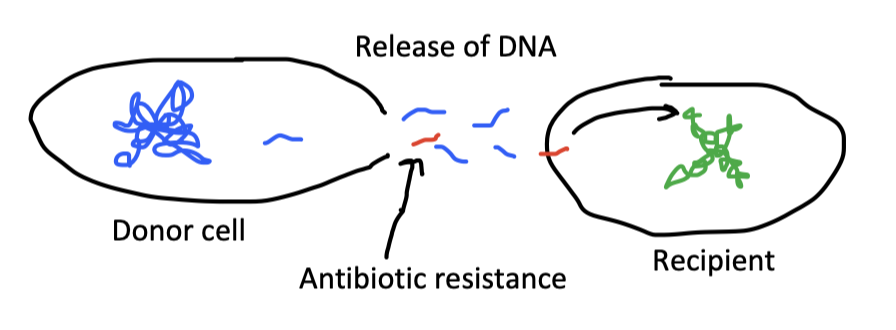 * transfer of free “naked” DNA from environment
* Some bacteria are naturally competent (rare)
* some bacteria we can make competent in lab