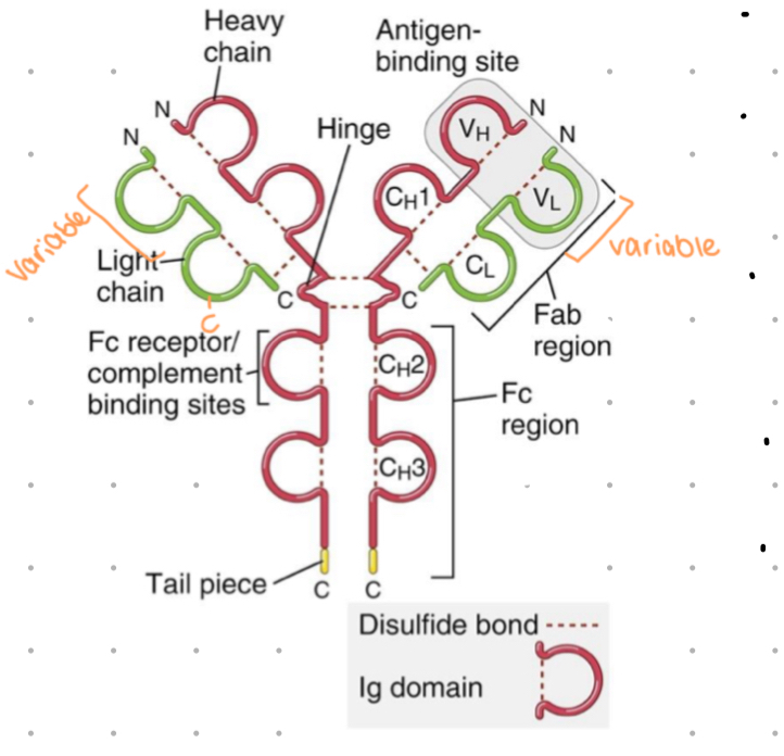 <p>4 polypeptide chains assembled in Y shape</p><ul><li><p>2 identical light (L) chains - approx 25 kDa</p><ul><li><p>light chain = 1 variable + 1 constant domain</p></li></ul></li><li><p>2 identical heavy (H) chains - approx 50kDa</p><ul><li><p>1 variable + 3-4 constant domains</p></li></ul></li><li><p>2 variable regions make up ‘antigen binding’ site</p></li><li><p>hinge gives flexibility - allows variable regions to come closer together or further apart to bind epitopes </p></li></ul>